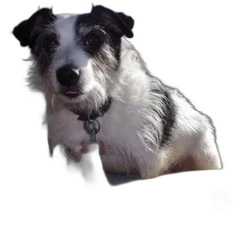 animal, creature, staff, face transparent PNG cut-out