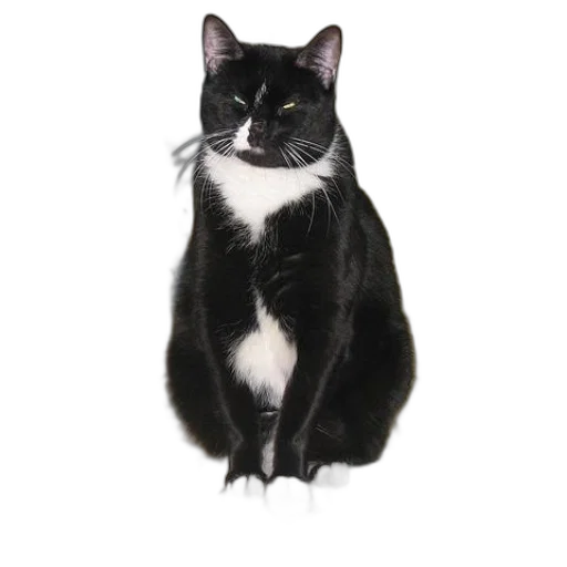 animal, staff, creature, face transparent PNG cut-out