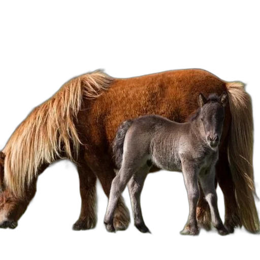 animal, hair, creature, photorealistic transparent PNG cut-out