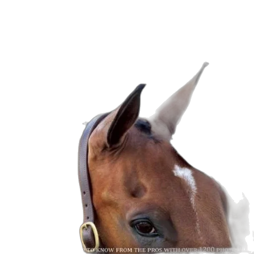 hat, animal, crown, face transparent PNG cut-out