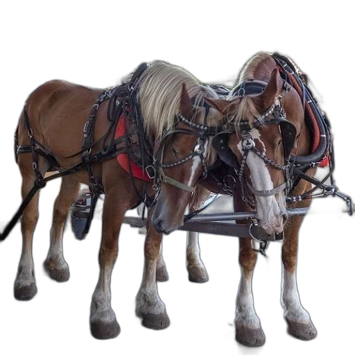 animal, staff, car, weapon transparent PNG cut-out
