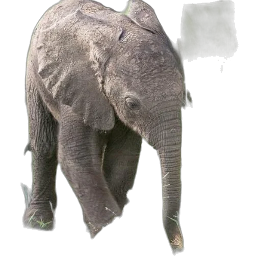 animal, creature, weapon, staff transparent PNG cut-out