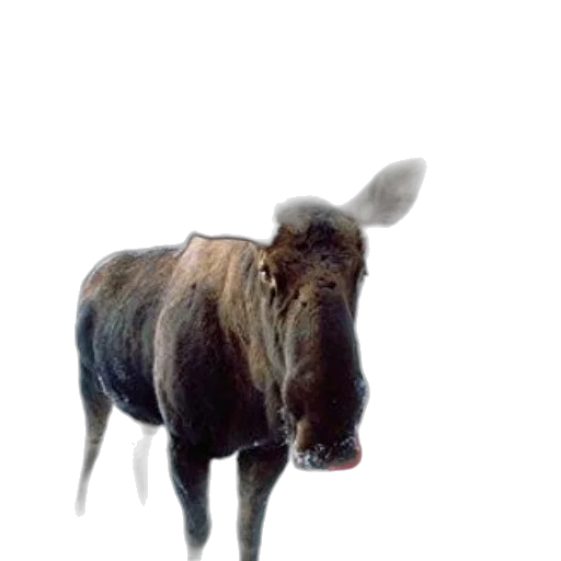 animal, creature, staff, face transparent PNG cut-out