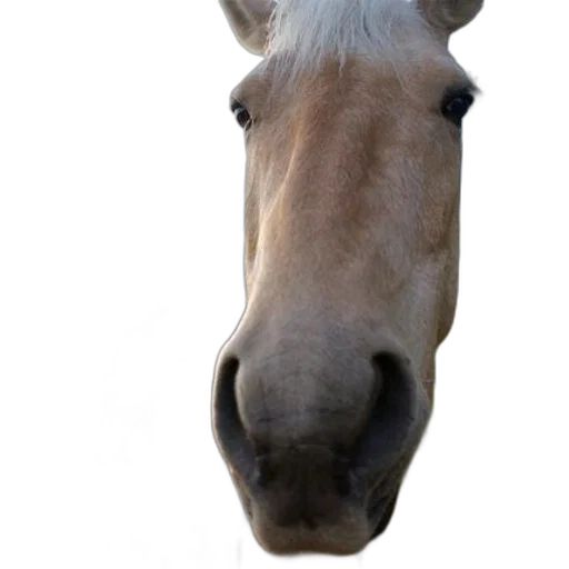 animal, face, staff, hat transparent PNG cut-out