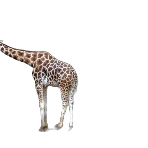 animal, creature, furniture, staff transparent PNG cut-out