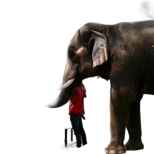animal, creature, concept art, photorealistic transparent PNG cut-out