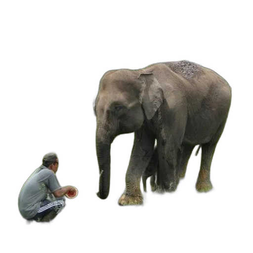 animal, staff, creature, jewelry transparent PNG cut-out