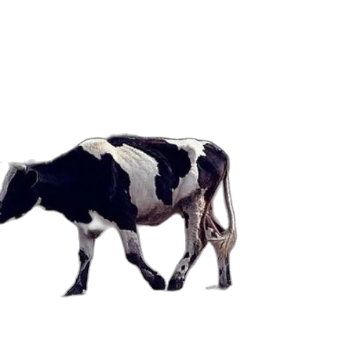 animal, food, creature, weapon transparent PNG cut-out