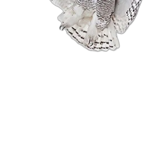 jewelry, shoes, animal, crown transparent PNG cut-out