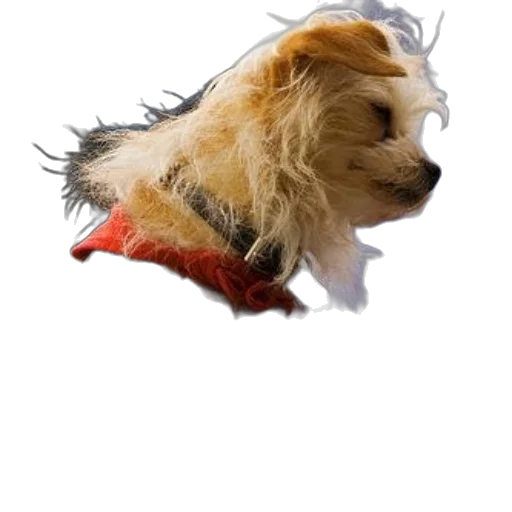 hair, animal, jacket, creature transparent PNG cut-out