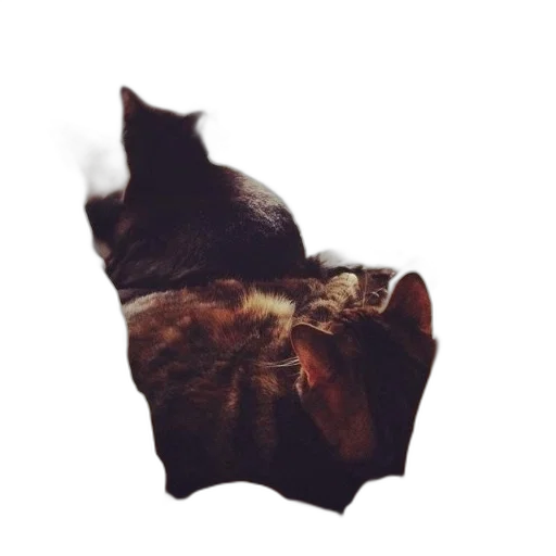 animal, creature, mask, crown transparent PNG cut-out