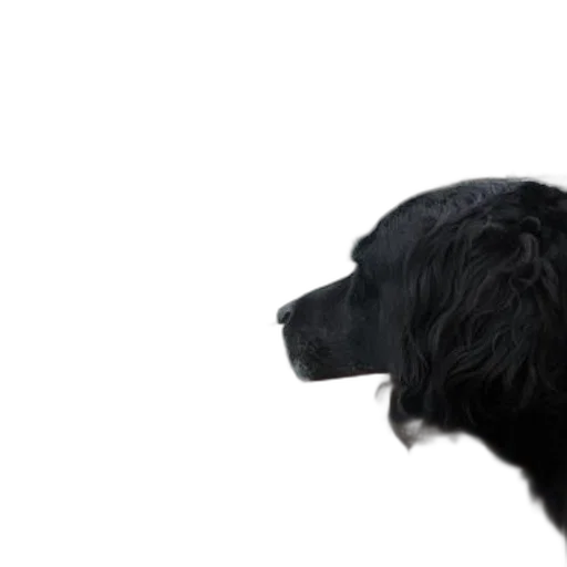 animal, staff, face, creature transparent PNG cut-out