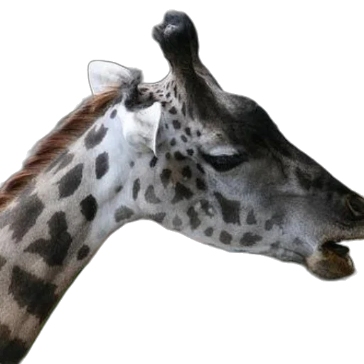 animal, creature, staff, mask transparent PNG cut-out