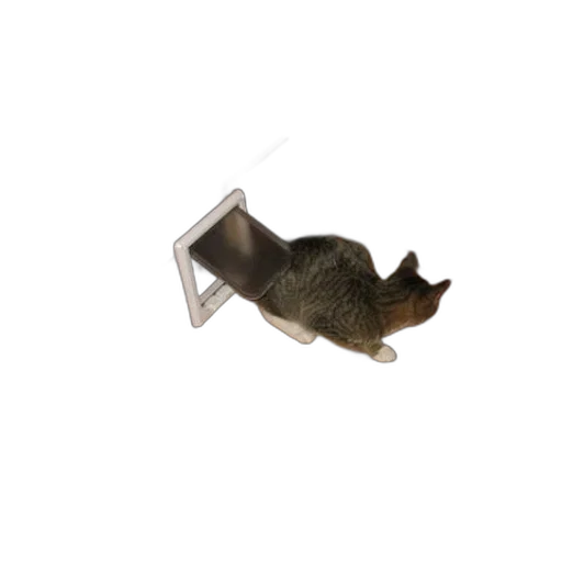 furniture, animal, staff, shoes transparent PNG cut-out