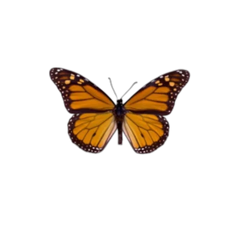 animal, creature, crown, jewelry transparent PNG cut-out