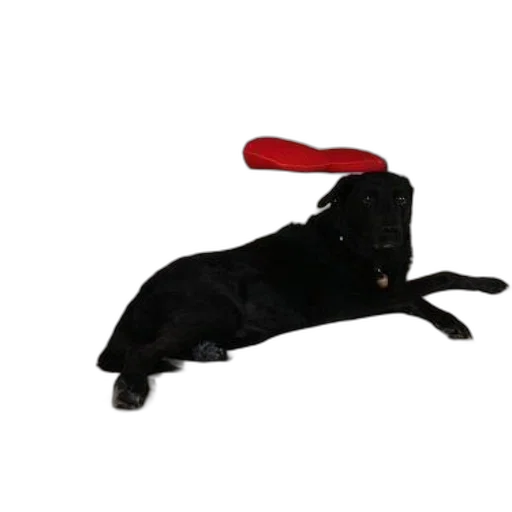 staff, hat, animal, weapon transparent PNG cut-out