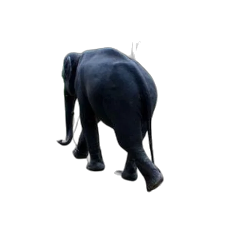animal, creature, staff, shoes transparent PNG cut-out