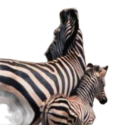 animal, creature, jewelry, hair transparent PNG cut-out