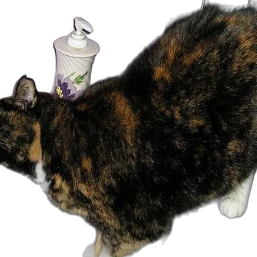 bottle, animal, staff, creature transparent PNG cut-out