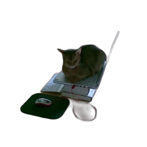 staff, hat, cat, sits transparent PNG cut-out