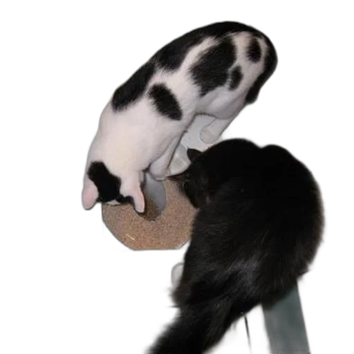 hat, staff, animal, shoes transparent PNG cut-out