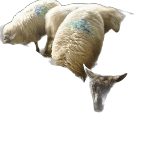 animal, weapon, creature, concept art transparent PNG cut-out