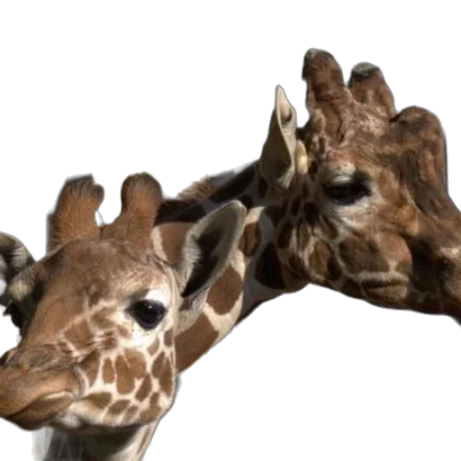 animal, creature, 3d render, photorealistic transparent PNG cut-out