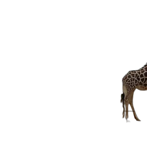 animal, creature, crown, furniture transparent PNG cut-out