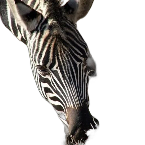 animal, creature, jewelry, crown transparent PNG cut-out