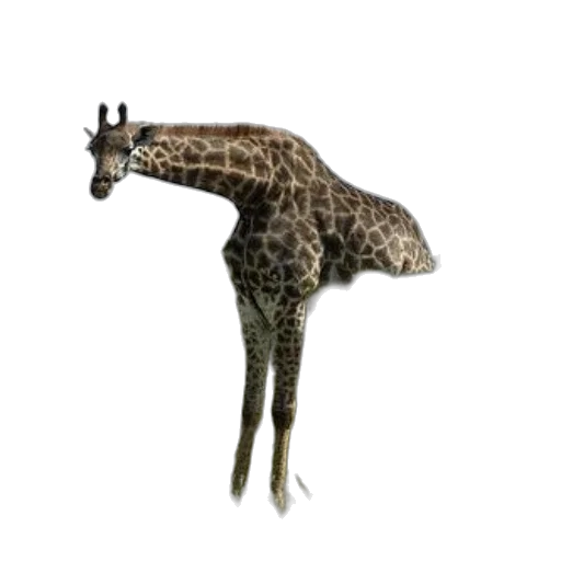 animal, creature, staff, hat transparent PNG cut-out