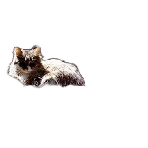 animal, creature, staff, hair transparent PNG cut-out