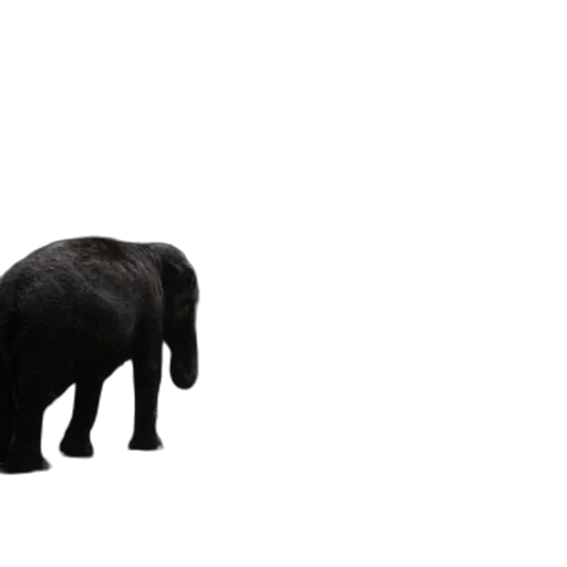 animal, creature, staff, hair transparent PNG cut-out
