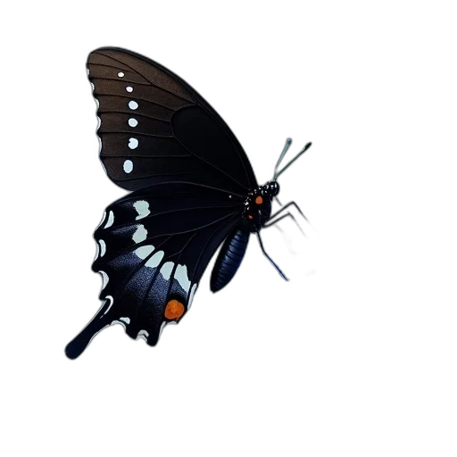 animal, umbrella, creature, jewelry transparent PNG cut-out