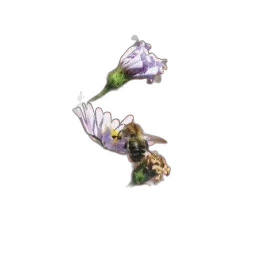 flower, crown, weapon, jewelry transparent PNG cut-out