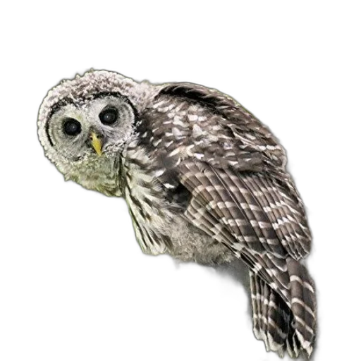 animal, staff, creature, jewelry transparent PNG cut-out