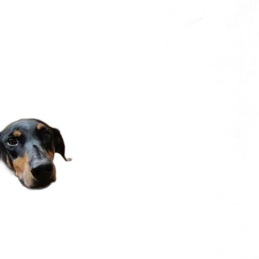 animal, face, creature, staff transparent PNG cut-out