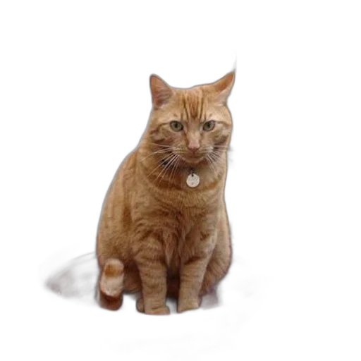 animal, staff, creature, face transparent PNG cut-out