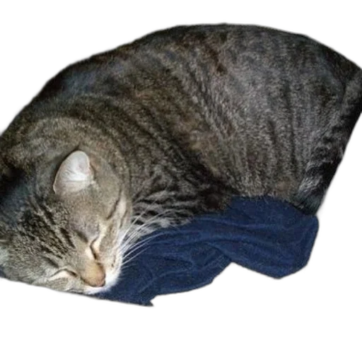jacket, hat, animal, dress transparent PNG cut-out