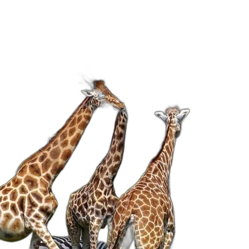 animal, creature, shoes, hat transparent PNG cut-out