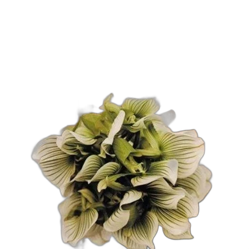 flower, jewelry, crown, hair transparent PNG cut-out