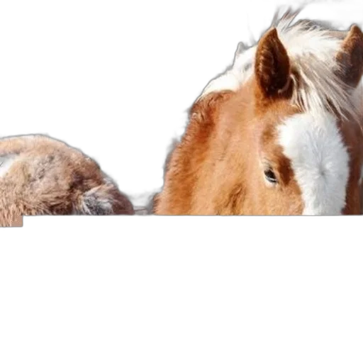 animal, hair, face, creature transparent PNG cut-out