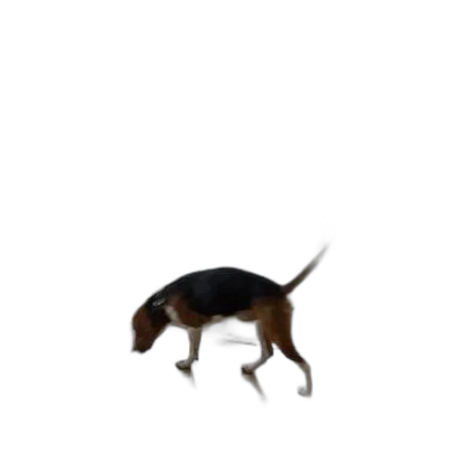 animal, creature, staff, hat transparent PNG cut-out