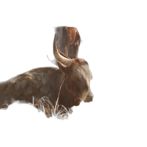 animal, hair, creature, crown transparent PNG cut-out