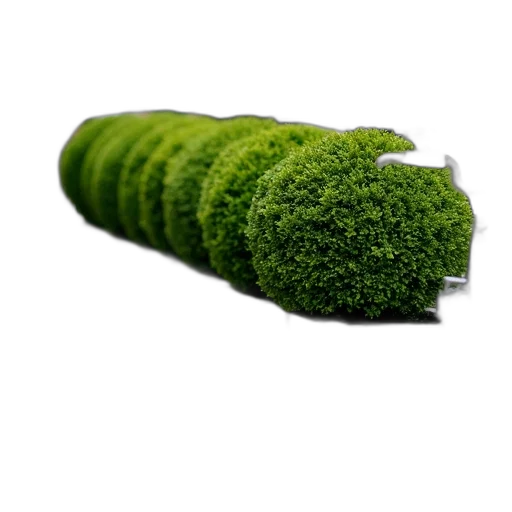 food, tree, hair, weapon transparent PNG cut-out