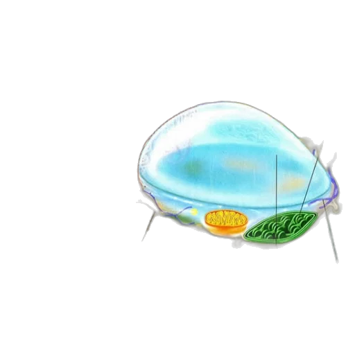 hat, umbrella, food, creature transparent PNG cut-out