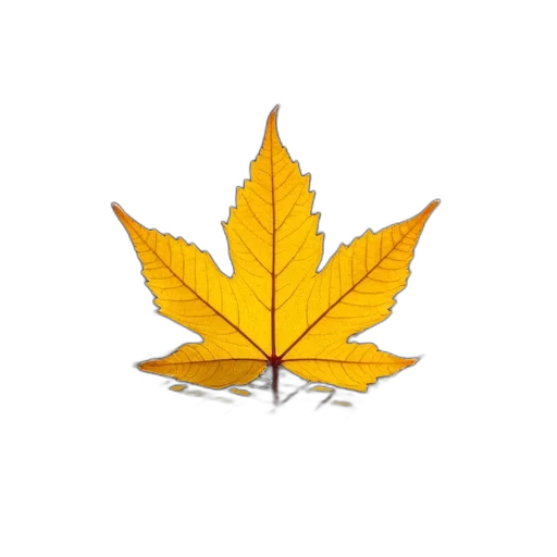 crown, tree, flower, umbrella transparent PNG cut-out