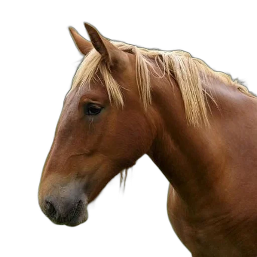 animal, hair, creature, crown transparent PNG cut-out