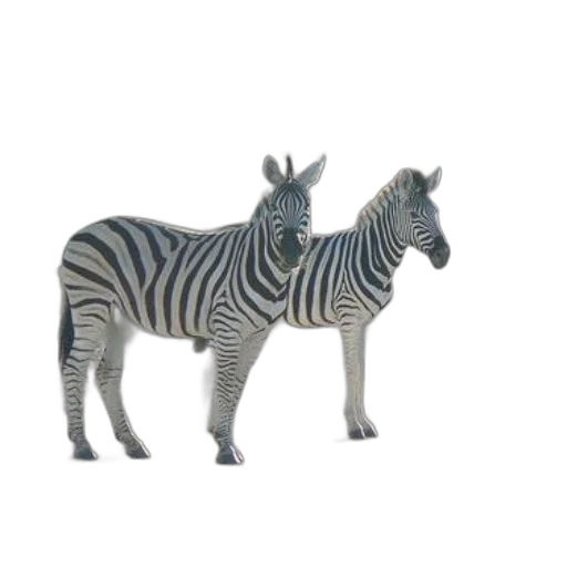 animal, creature, jewelry, furniture transparent PNG cut-out