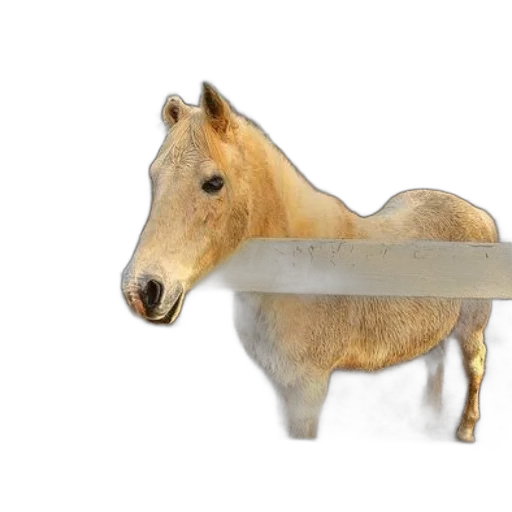 sword, weapon, animal, staff transparent PNG cut-out