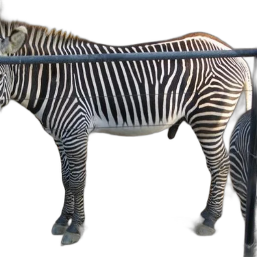 animal, furniture, creature, staff transparent PNG cut-out